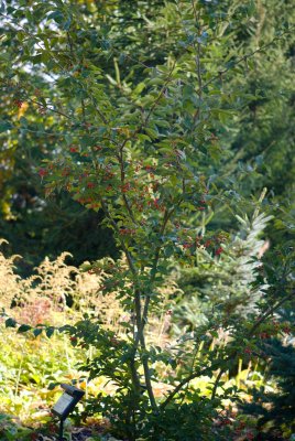 Photinia parvifolia - blýskalka drobnokvětá - celek